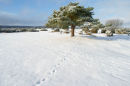 Foot prints Wellow common